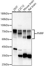 FMRP Antibody in Western Blot (WB)