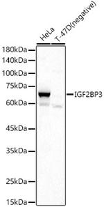 IGF2BP3 Antibody in Western Blot (WB)