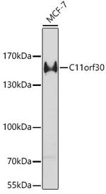 C11orf30 Antibody in Western Blot (WB)