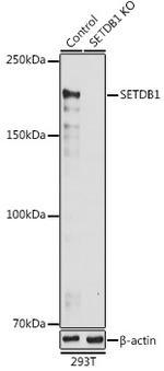 SETDB1 Antibody in Western Blot (WB)