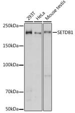 SETDB1 Antibody in Western Blot (WB)