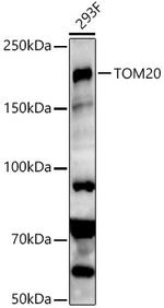 SETDB1 Antibody in Western Blot (WB)