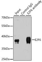 E2F6 Antibody in Immunoprecipitation (IP)