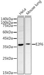 E2F6 Antibody in Western Blot (WB)