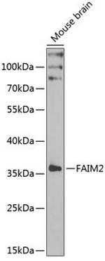 LFG Antibody in Western Blot (WB)