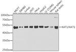 HAT1 Antibody in Western Blot (WB)