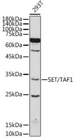 SET Antibody in Western Blot (WB)