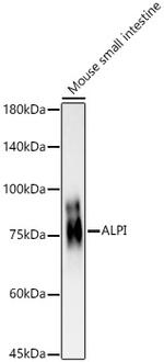 Intestinal Alkaline Phosphatase Antibody in Western Blot (WB)