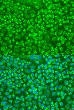 Granzyme A Antibody in Immunocytochemistry (ICC/IF)