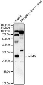 Granzyme A Antibody in Western Blot (WB)