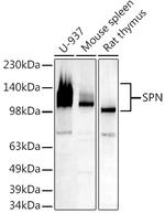 CD43 Antibody in Western Blot (WB)