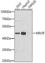 RDBP Antibody in Western Blot (WB)