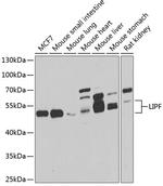 LIPF Antibody in Western Blot (WB)