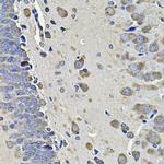 eIF3c Antibody in Immunohistochemistry (Paraffin) (IHC (P))