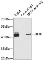 eIF3h Antibody in Immunoprecipitation (IP)