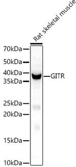 GITRL Antibody in Western Blot (WB)