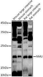 Neuromedin U Antibody in Western Blot (WB)