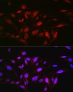 OGFR Antibody in Immunocytochemistry (ICC/IF)