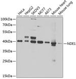 NDE1 Antibody in Western Blot (WB)