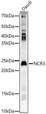 NKp30 Antibody in Western Blot (WB)