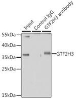 GTF2H3 Antibody in Immunoprecipitation (IP)