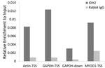 IDH2 Antibody in ChIP Assay (ChIP)