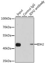 IDH2 Antibody in Immunoprecipitation (IP)