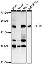 SETD6 Antibody in Western Blot (WB)