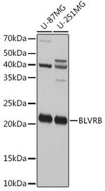 Flavin reductase Antibody in Western Blot (WB)