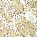 BCAS3 Antibody in Immunohistochemistry (Paraffin) (IHC (P))