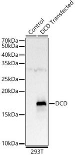 DCD Antibody in Western Blot (WB)