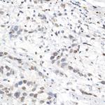 L3MBTL3 Antibody in Immunohistochemistry (Paraffin) (IHC (P))