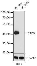 CAPG Antibody