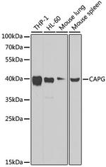 CAPG Antibody in Western Blot (WB)