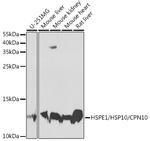 HSPE1 Antibody in Western Blot (WB)