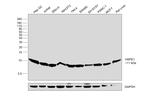 HSPE1 Antibody in Western Blot (WB)