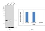 HSPE1 Antibody in Western Blot (WB)