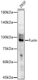 Furin Antibody in Western Blot (WB)