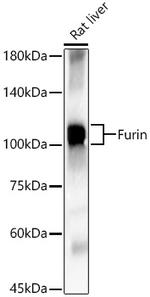 Furin Antibody in Western Blot (WB)
