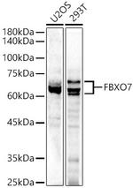 FBXO7 Antibody in Western Blot (WB)