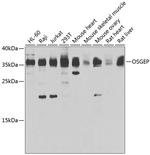 OSGEP Antibody in Western Blot (WB)