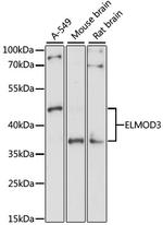 ELMOD3 Antibody in Western Blot (WB)