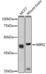 WIPI2 Antibody in Western Blot (WB)