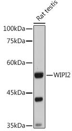 WIPI2 Antibody in Western Blot (WB)