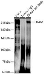 eIF4G Antibody in Immunoprecipitation (IP)