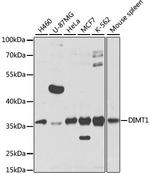 DIMT1 Antibody in Western Blot (WB)