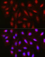 TET3 Antibody in Immunocytochemistry (ICC/IF)