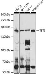 TET3 Antibody in Western Blot (WB)