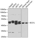 BCS1L Antibody in Western Blot (WB)