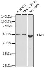 Chk1 Antibody in Western Blot (WB)